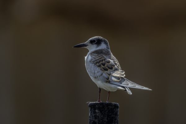 Whiskered Tern
