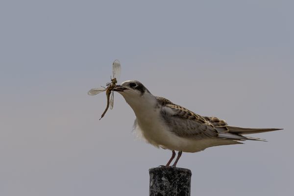 Whiskered Tern
