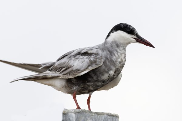 Whiskered Tern