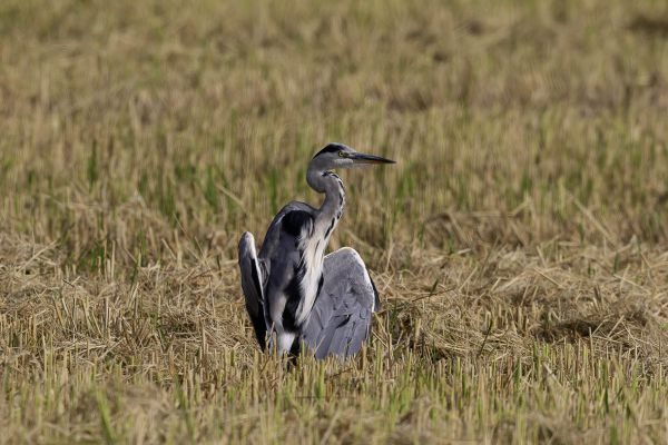 Grey heron