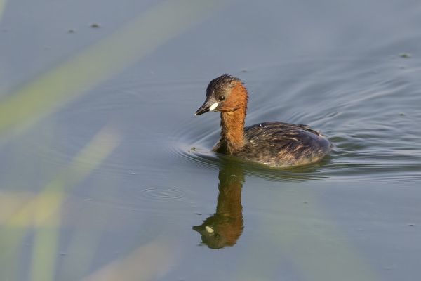 Little Grebe