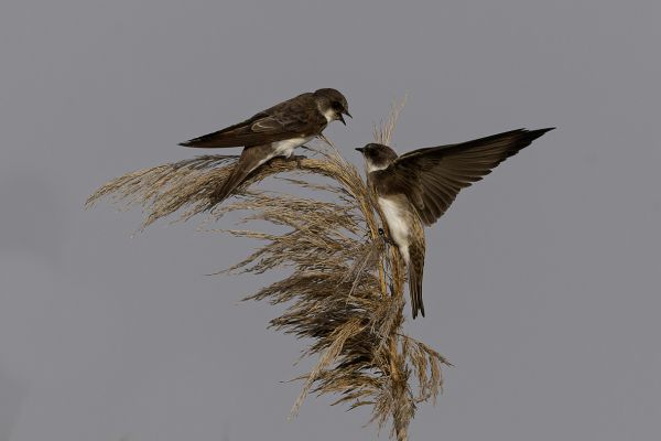 Sand martin