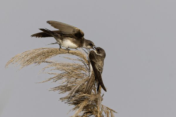 Sand martin