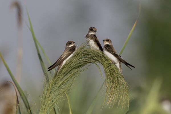 Sand martin