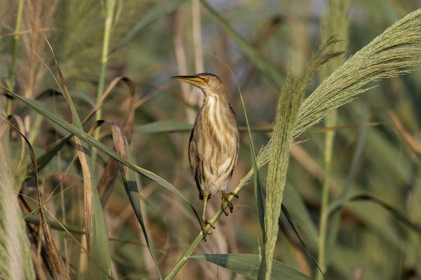 Little Bittern