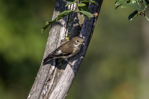 European pied flycatcher