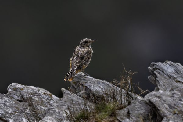 Rufous-tailed Rock Thrush