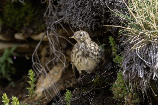 Water Pipit
