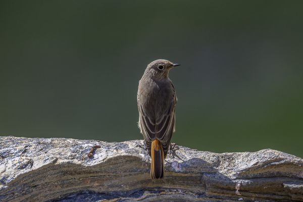 Black Redstart