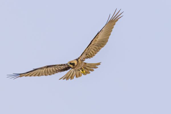 Western marsh harrier