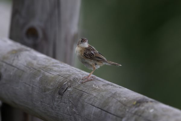 Common Whitethroat