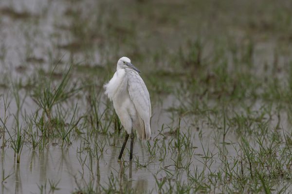 Little Egret