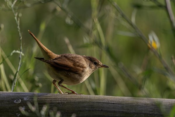 Common Nightingale