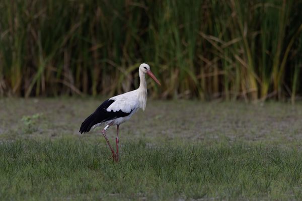 White stork