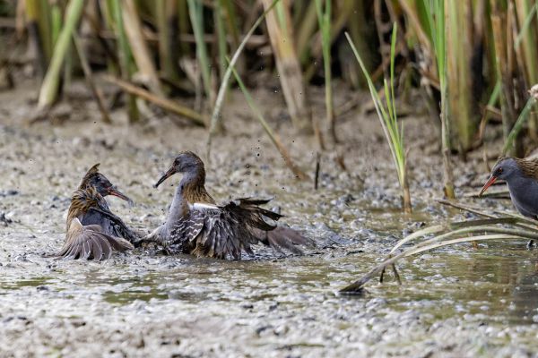 Water Rail