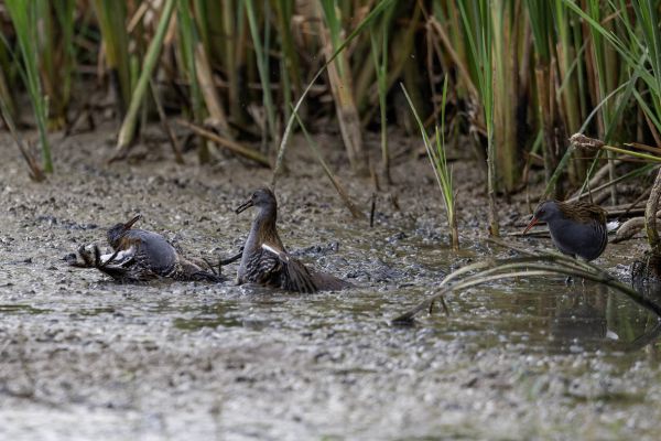 Water Rail