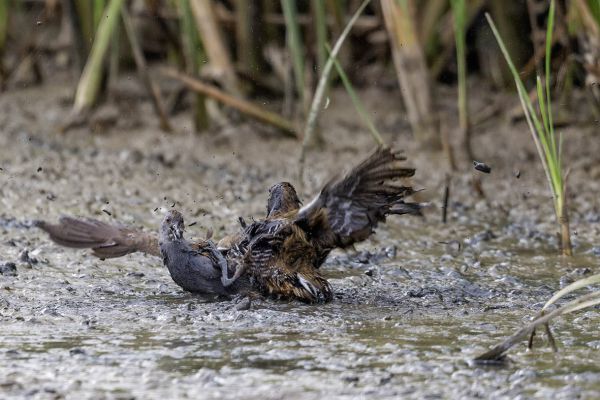 Water Rail