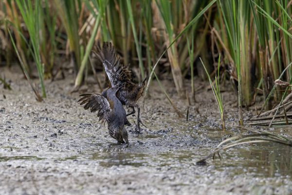 Water Rail