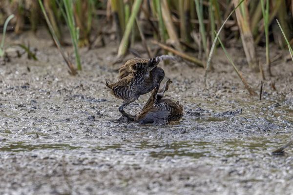 Water Rail