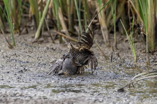 Water Rail