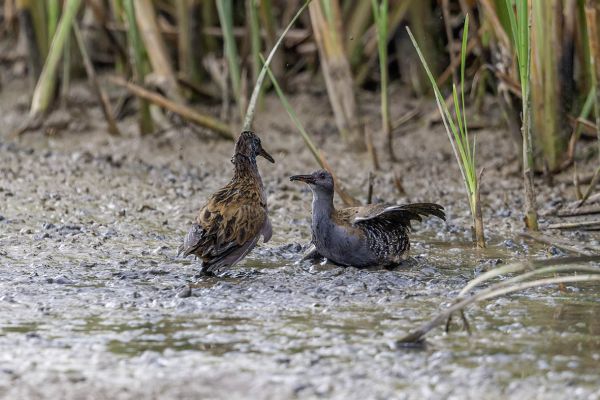 Water Rail