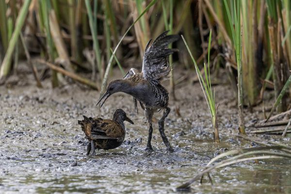 Water Rail