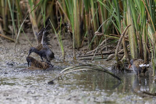Water Rail