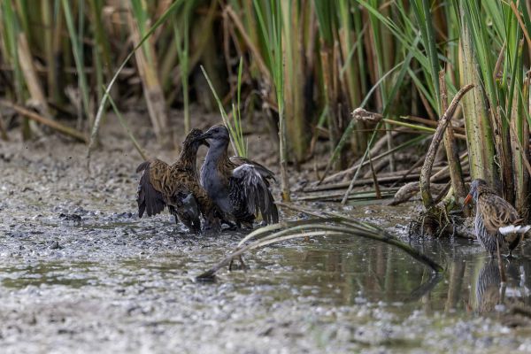 Water Rail