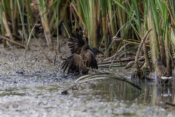 Water Rail