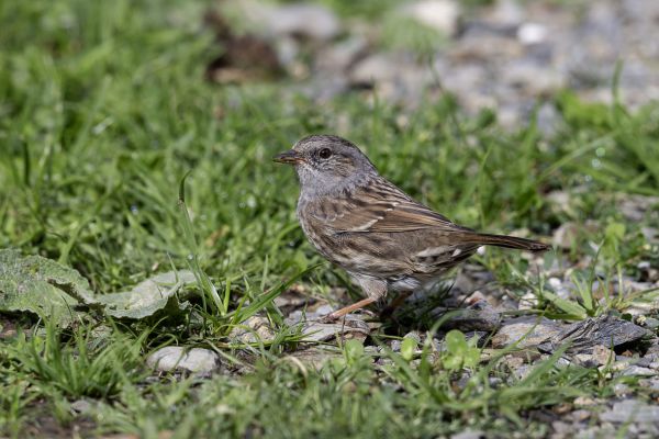 Dunnock