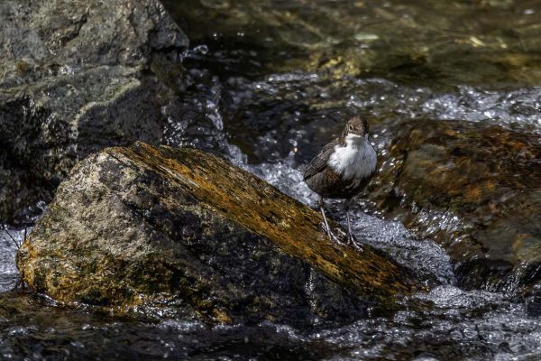 White-throated Dipper