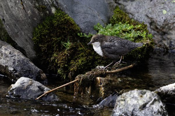 White-throated Dipper