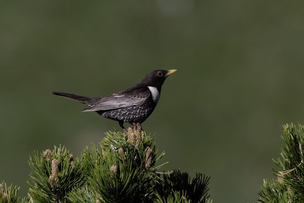 Ring Ouzel