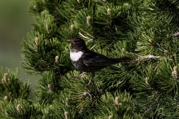 Ring Ouzel