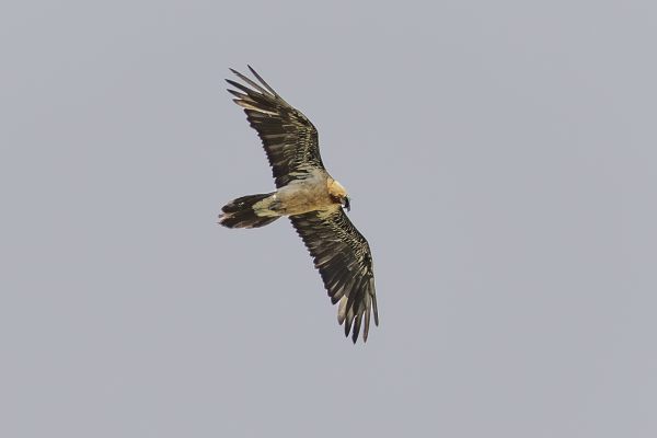 Bearded vulture