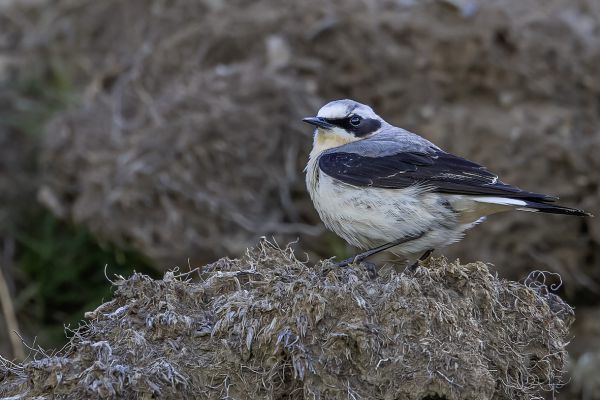 Northern or Seebohm's Wheatear