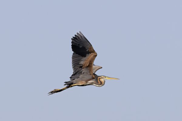 Purple Heron