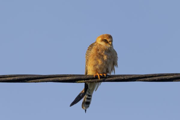 Red-footed Falcon