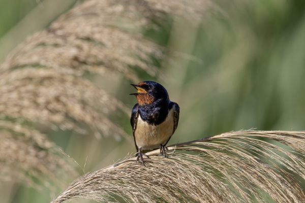 Barn Swallow