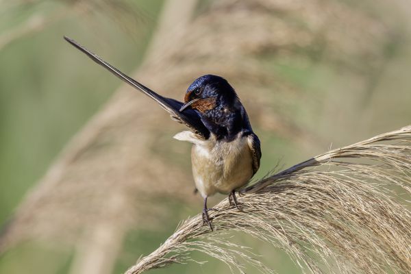 Barn Swallow