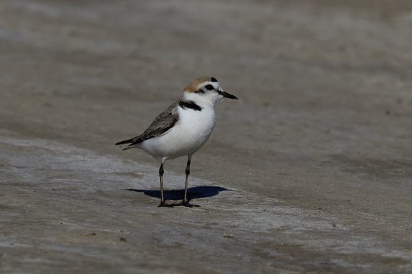 Kentish or Snowy Plover