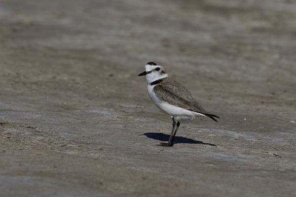 Kentish or Snowy Plover