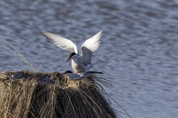 Common Tern