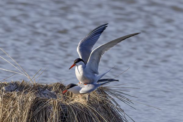 Common Tern