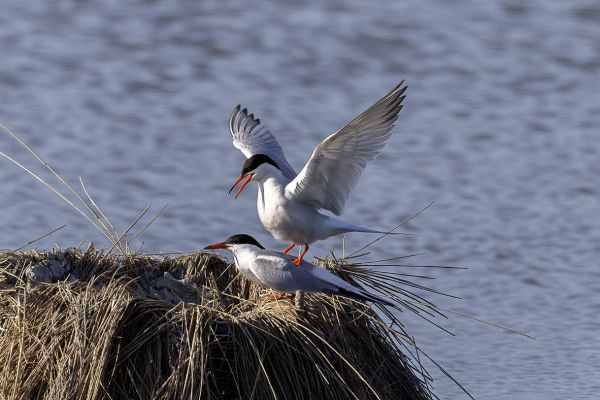 Common Tern