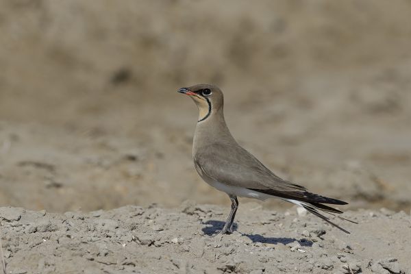 Collared Pratincole