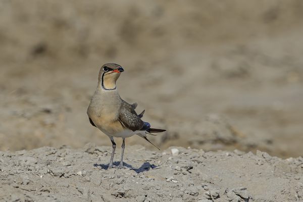 Collared Pratincole