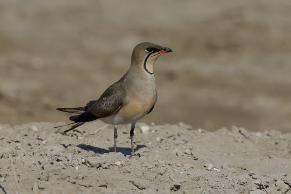 Collared Pratincole