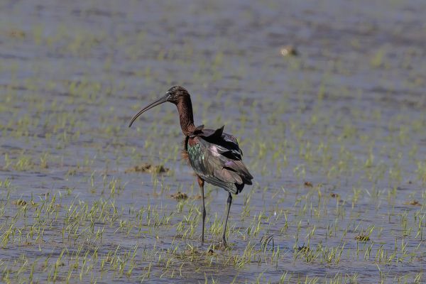 Glossy ibis
