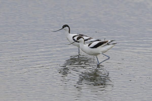 Pied Avocet